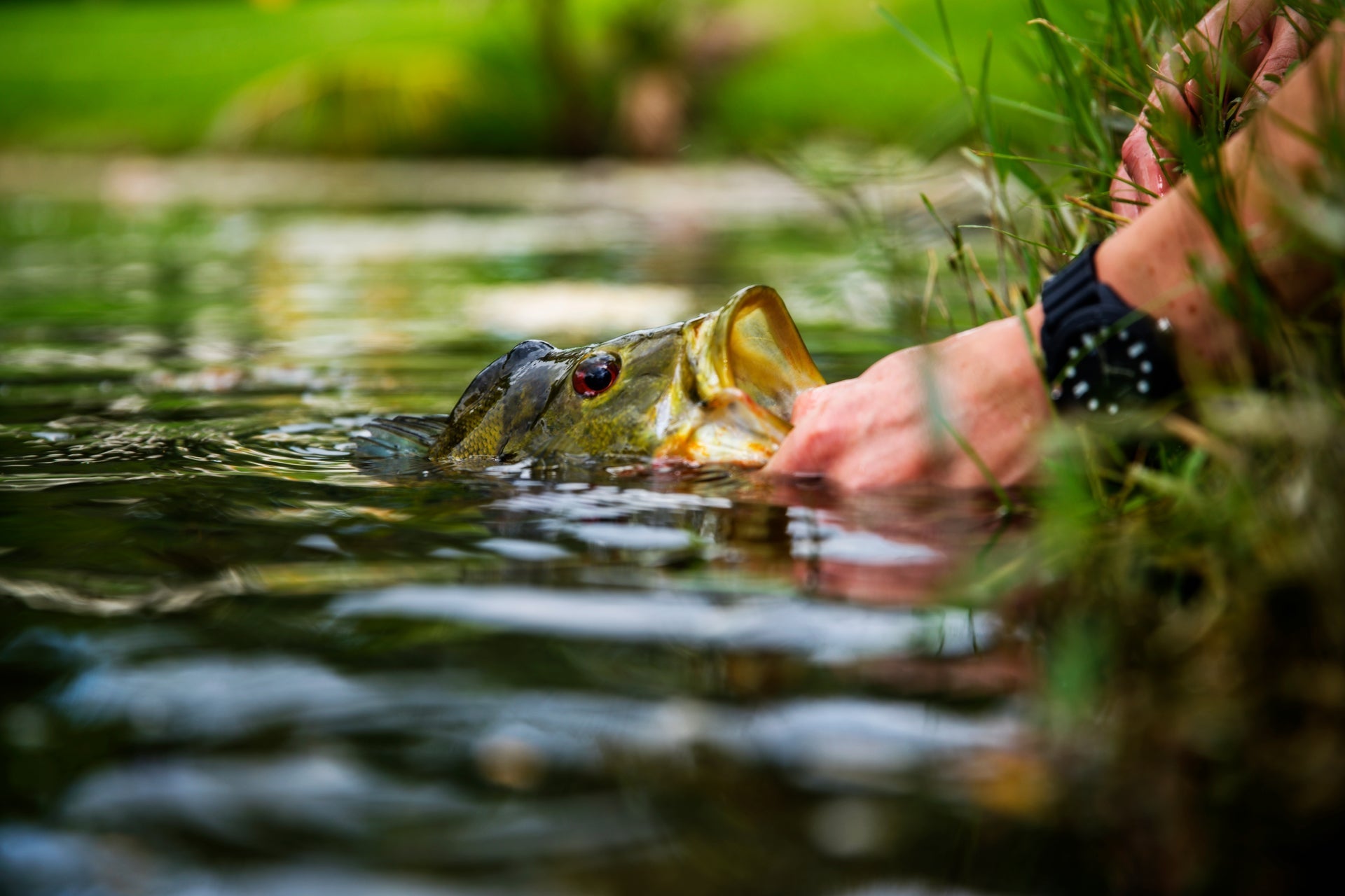 The Fly Fishing Place 3 Pack Flashtail Bass Popper Size 8 - Olive Bass Fly Fishing Bug Wide Gape Bass Hooks With Weed Guard - Angler's Pro Tackle & Outdoors