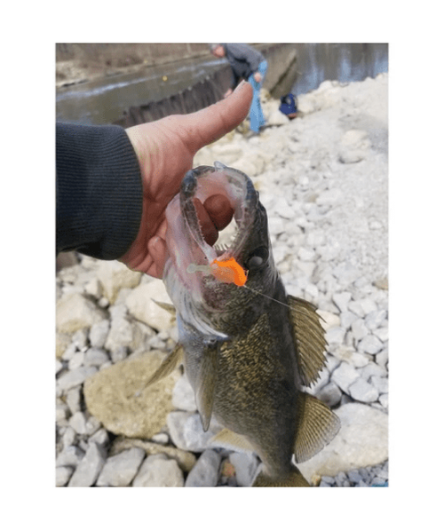 WM Bayou The Tadler