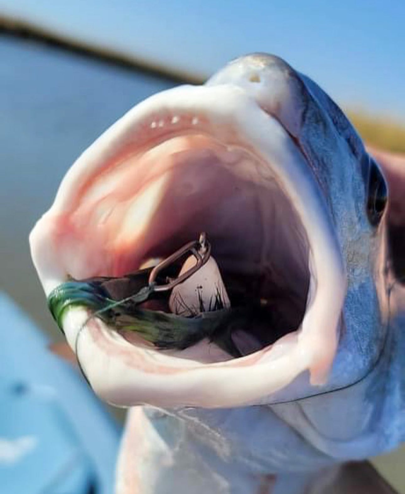 Topwater Co Speed Clips (15 - 45 - 70 - 120lbs) - Angler's Pro Tackle & Outdoors