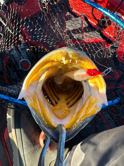 Topwater Co Speed Clips (15 - 45 - 70 - 120lbs) - Angler's Pro Tackle & Outdoors