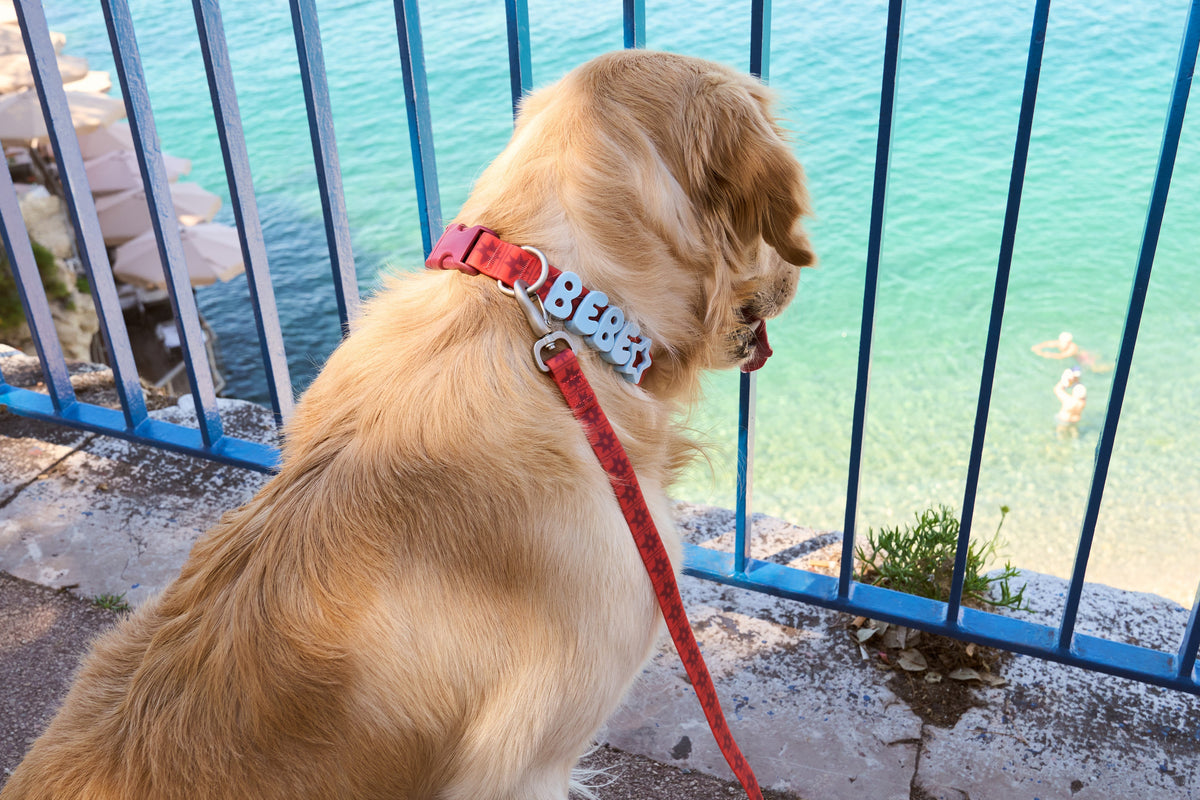 Springland Pets Waterproof Dog Collar