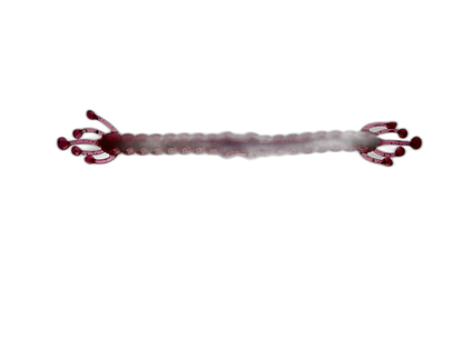 WM Bayou Wacky Alien