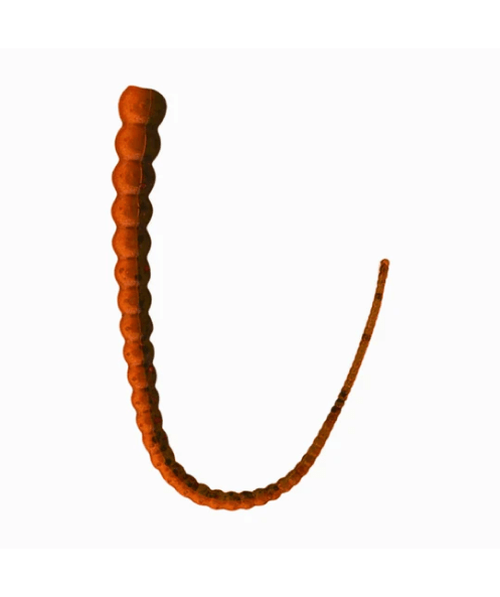 WM Bayou Whip Worm