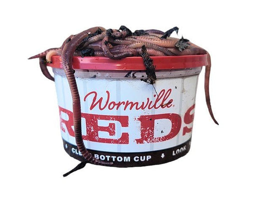 WORMVILLE RED WIGGLERS - RED WORMS - 30 COUNT CUP - Angler's Pro Tackle & Outdoors