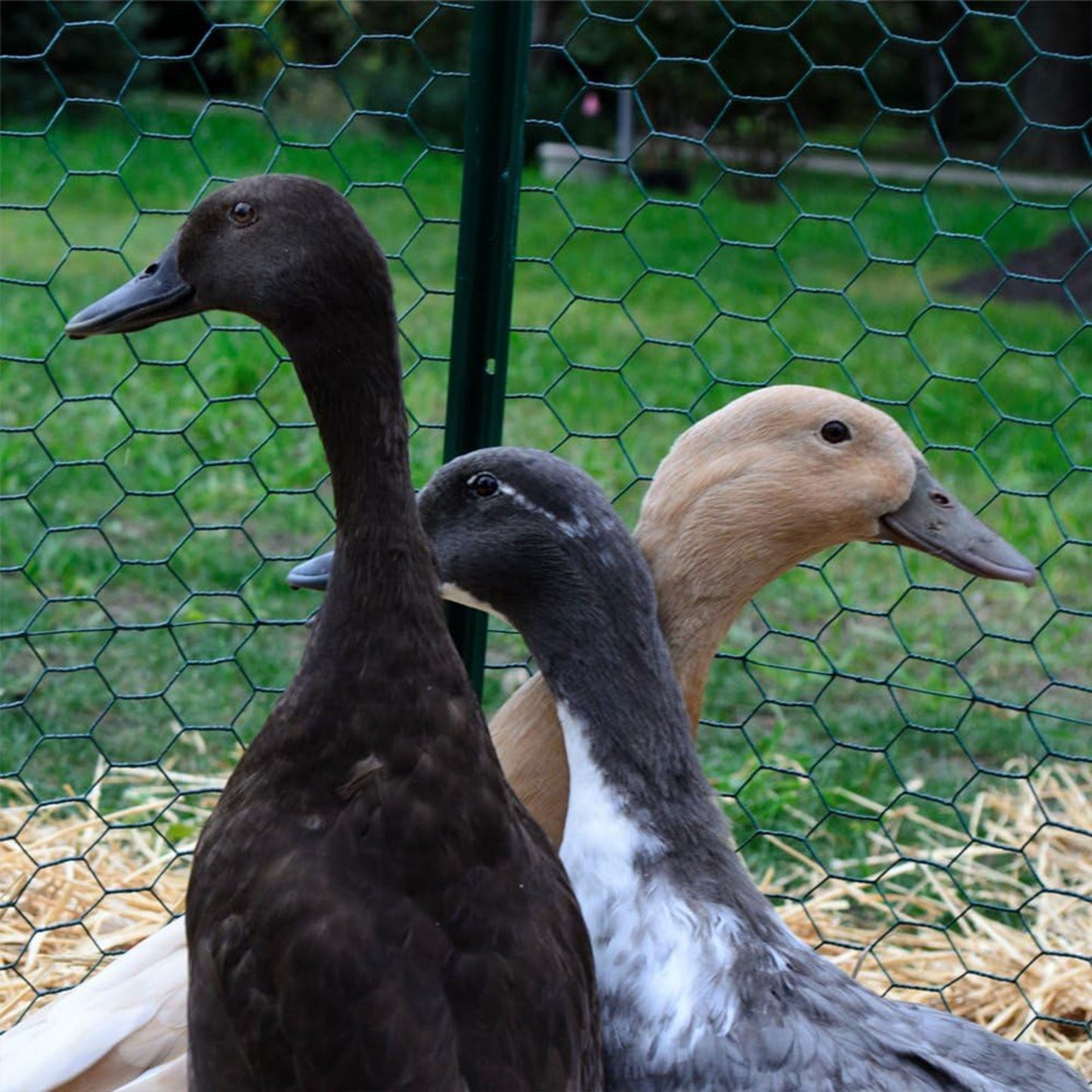 YardGard PVC Coating Hexagonal Poultry Netting for Garden Netting Essentials - Angler's Pro Tackle & Outdoors