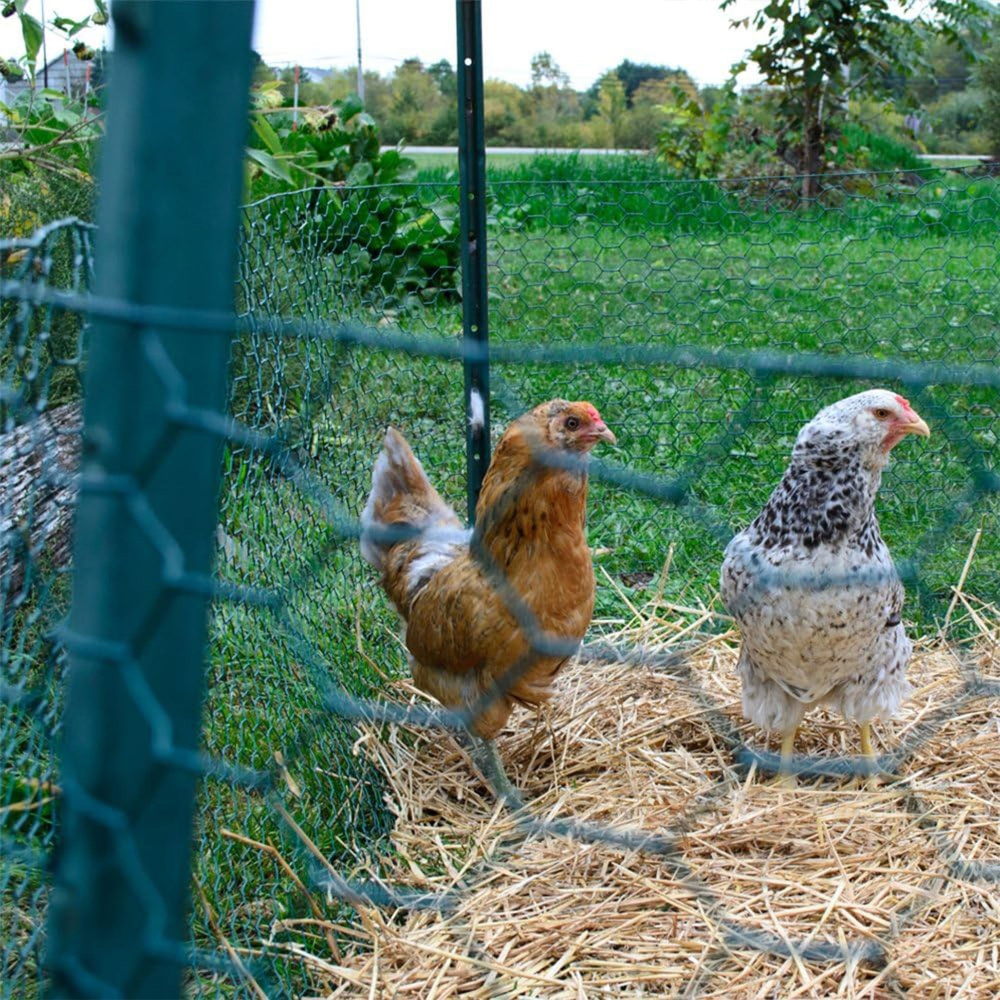 YardGard PVC Coating Hexagonal Poultry Netting for Garden Netting Essentials - Angler's Pro Tackle & Outdoors